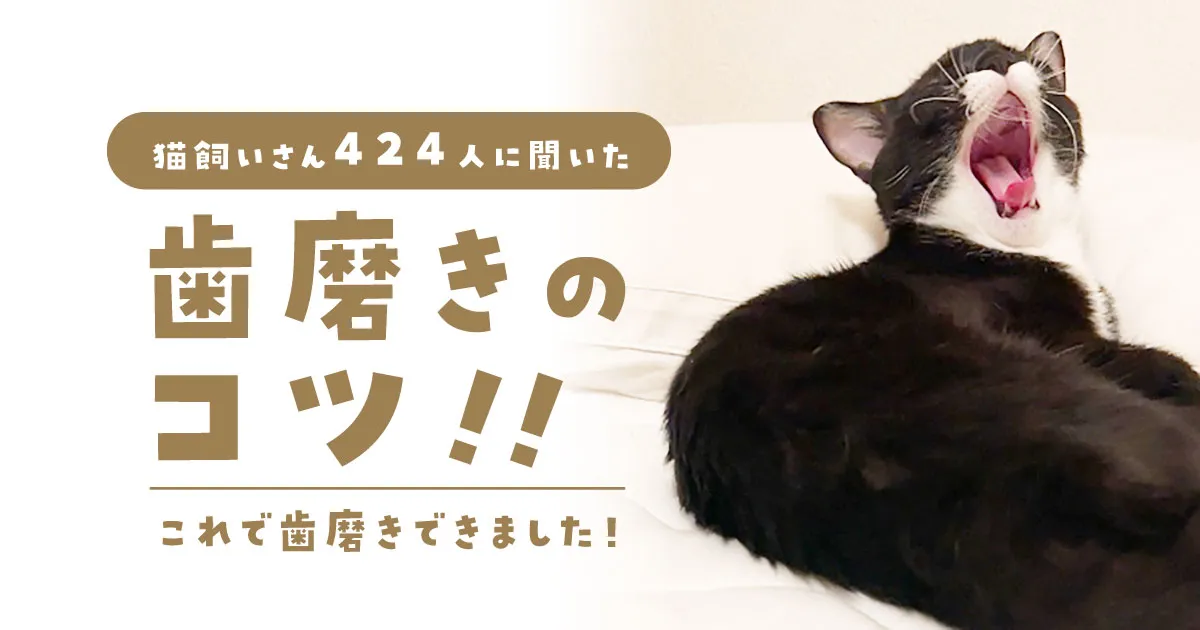 猫飼い424人に聞いた！歯磨きのコツ