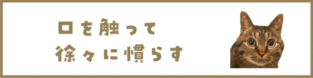 口を触って徐々に慣らす