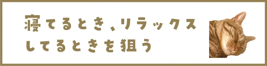 寝てるとき、リラックスしてる時を狙う